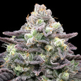 Berry Pie Seeds
